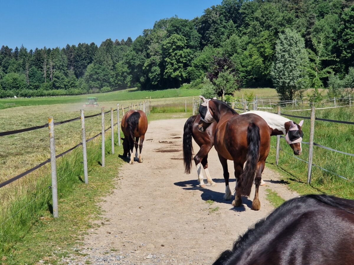 Hof Stenz – Offenstall in Künten AG